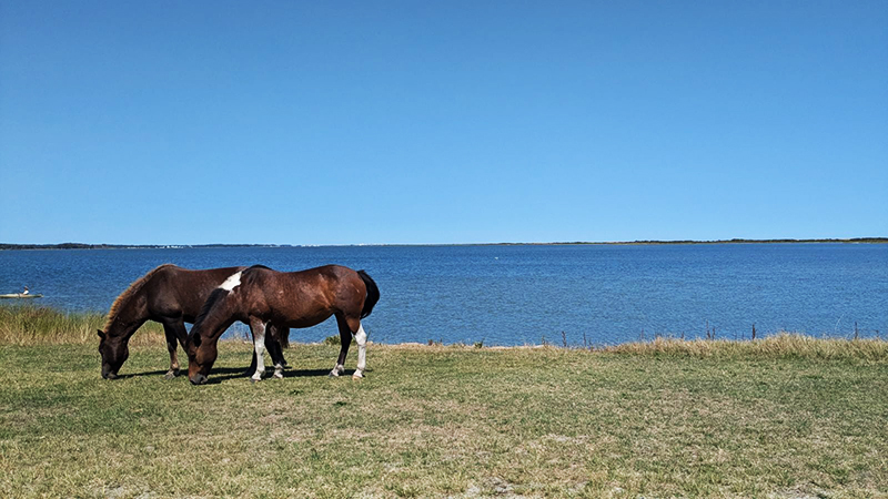 Two Chincoteague horses grazing on the grass by the water. Located at Chincoteague Island, VA.
