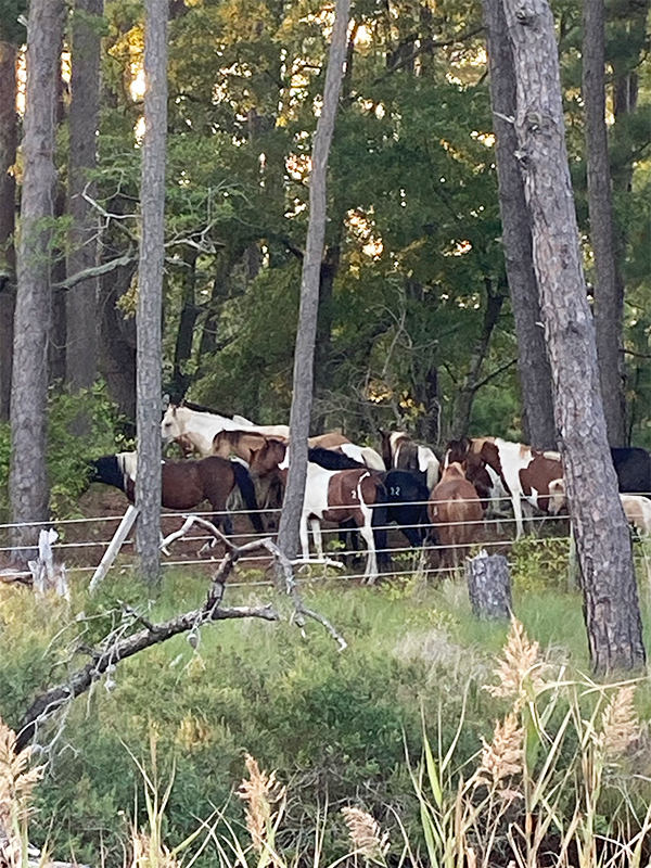 Multiple wild horses on Chincoteague Island. In this grouping it was said there are one or two stallions in the group.