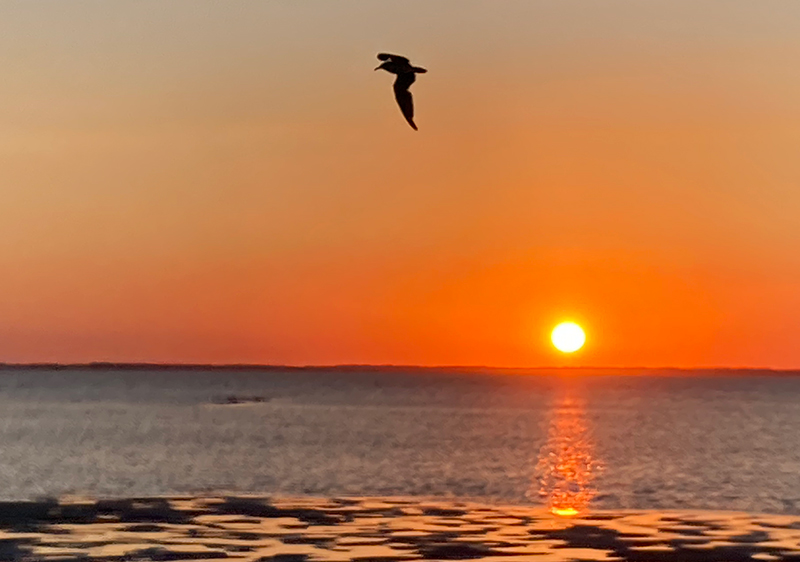 A seagull gliding past a warm, orange, red sunset at the waters. Located at Chincoteague Island, Virginia.