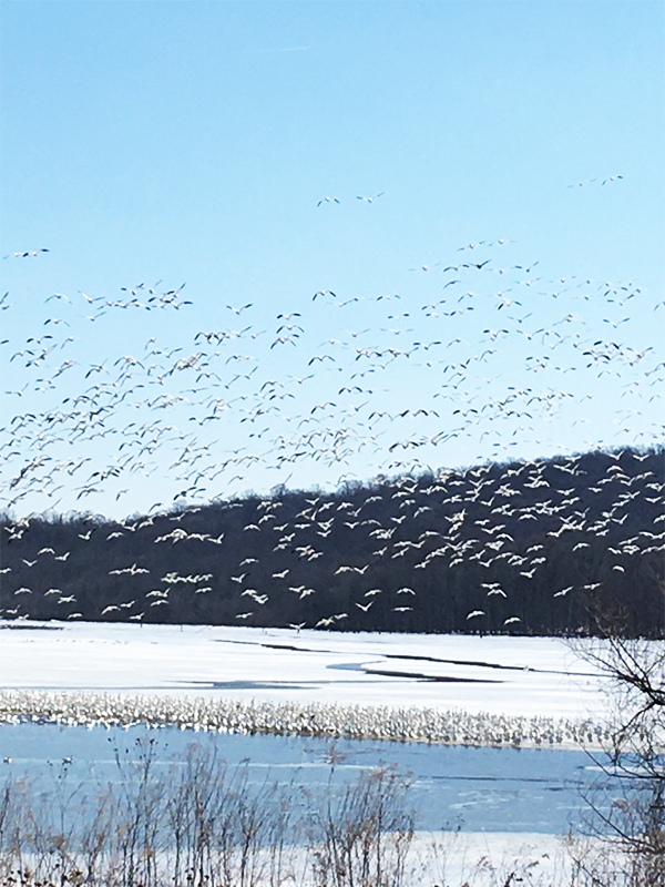 Snow geese flying above the water at the Middle Creek Wildlife, PA. Has a like pattern of blue hues and whites in the background.