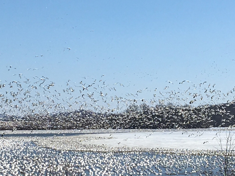 Thousands of snow geese flocking and flying at the pond area at Middle Creek Wildlife, PA.