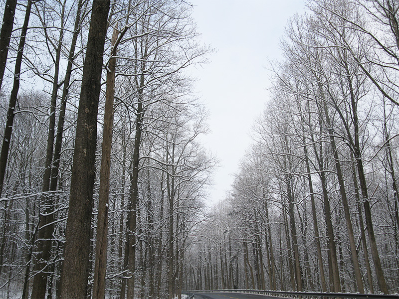 Winter snow on the tall trees in Brickerville, PA.